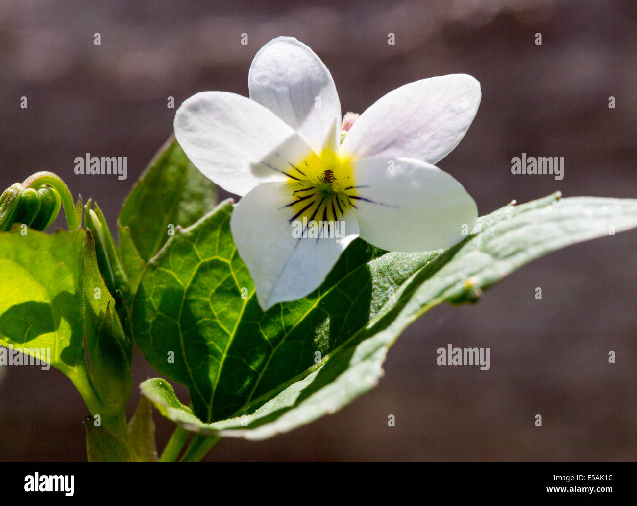 Viola canadensis ; scopulorum ; Viola scopulorum ; blanc ; Violet Violaceae violette ; famille ; les fleurs sauvages en fleurs, le centre du Colorado Banque D'Images