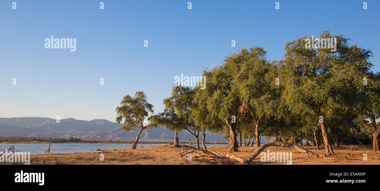 Les arbres de l'Ana (Faidherbia albida) par le fleuve Zambèze Banque D'Images