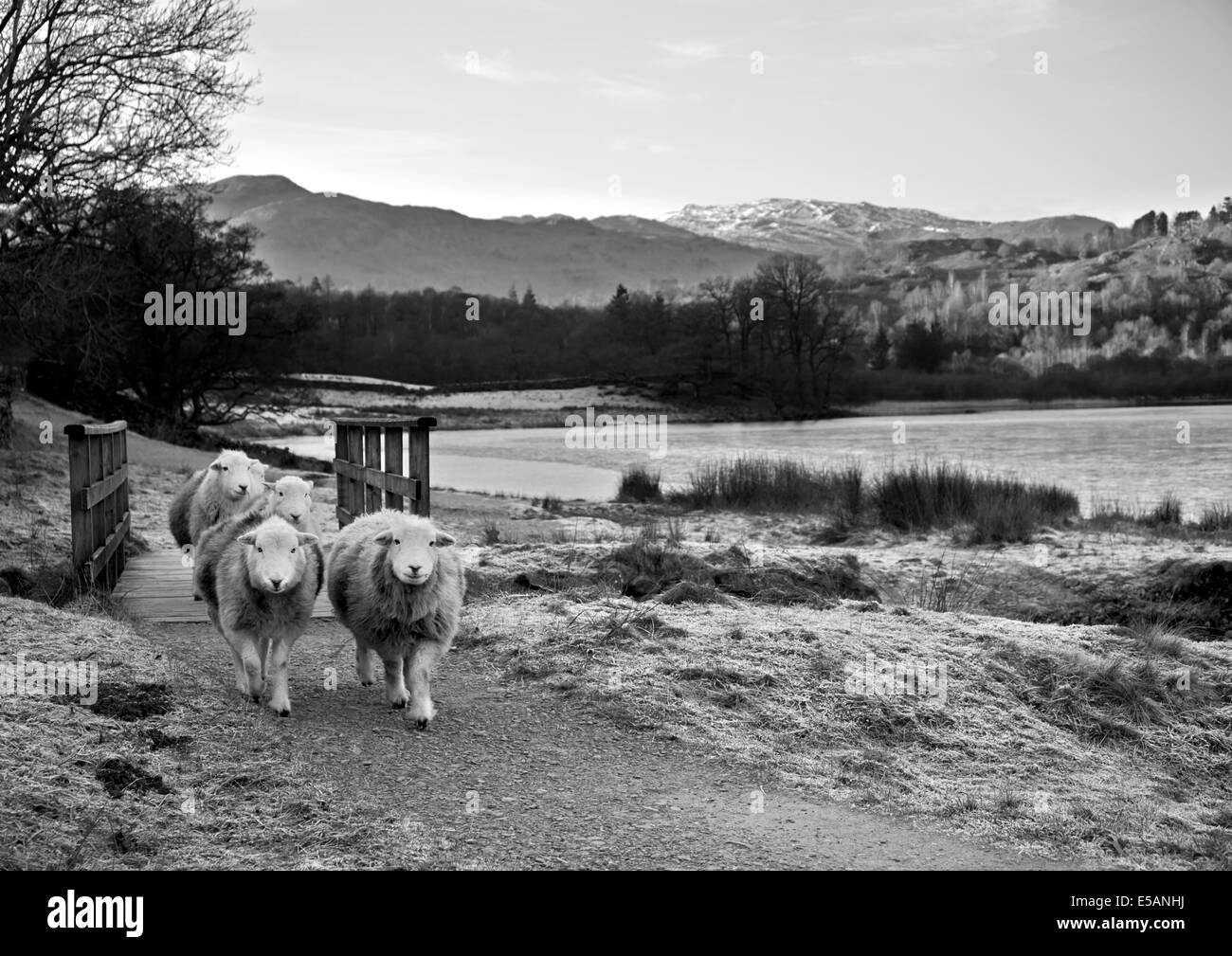 Moutons Herdwick traversant un pont de bois par Rydal Water, Lake District Grasmere Banque D'Images