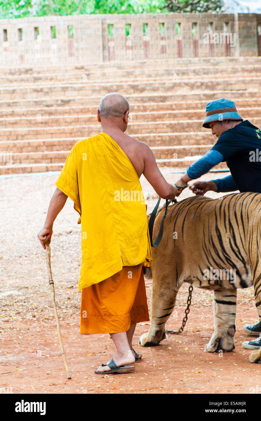 Buddist moine avec tigre du Bengale au Tiger Temple à Kanchanaburi, Thaïlande. Banque D'Images