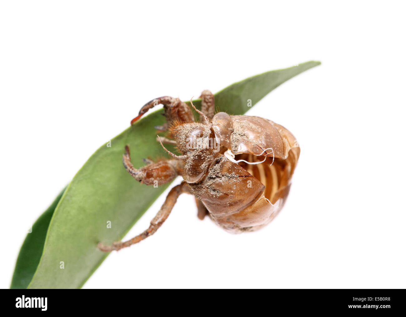 Close up de cigale slough sur fond blanc Banque D'Images