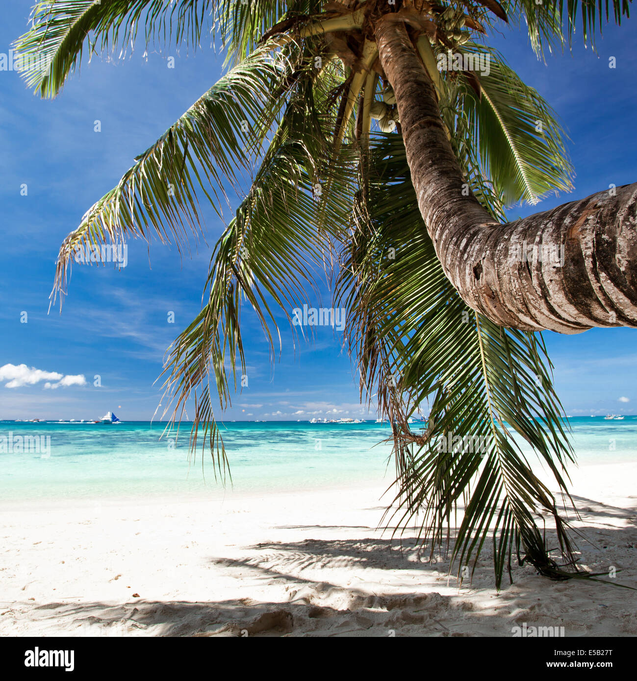 Belle sur palm beach avec du sable blanc, la nature tropicale Banque D'Images