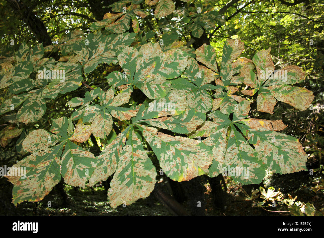 Leaf Mines sur des feuilles de châtaignier Aesculus hippocastanum causé par espèce Cameraria ohridella Banque D'Images