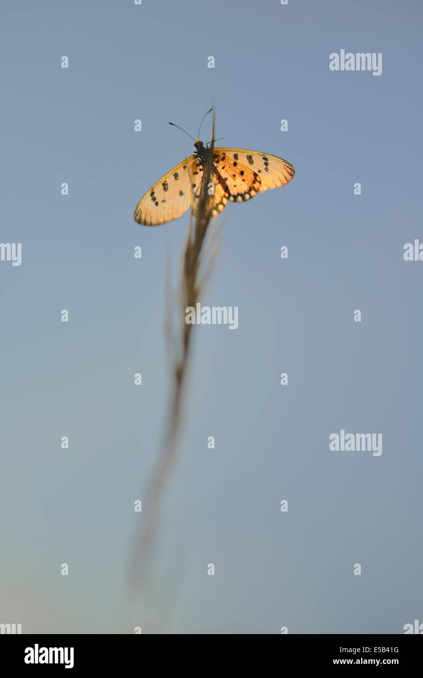 Tawny Coster Butterfly Banque D'Images