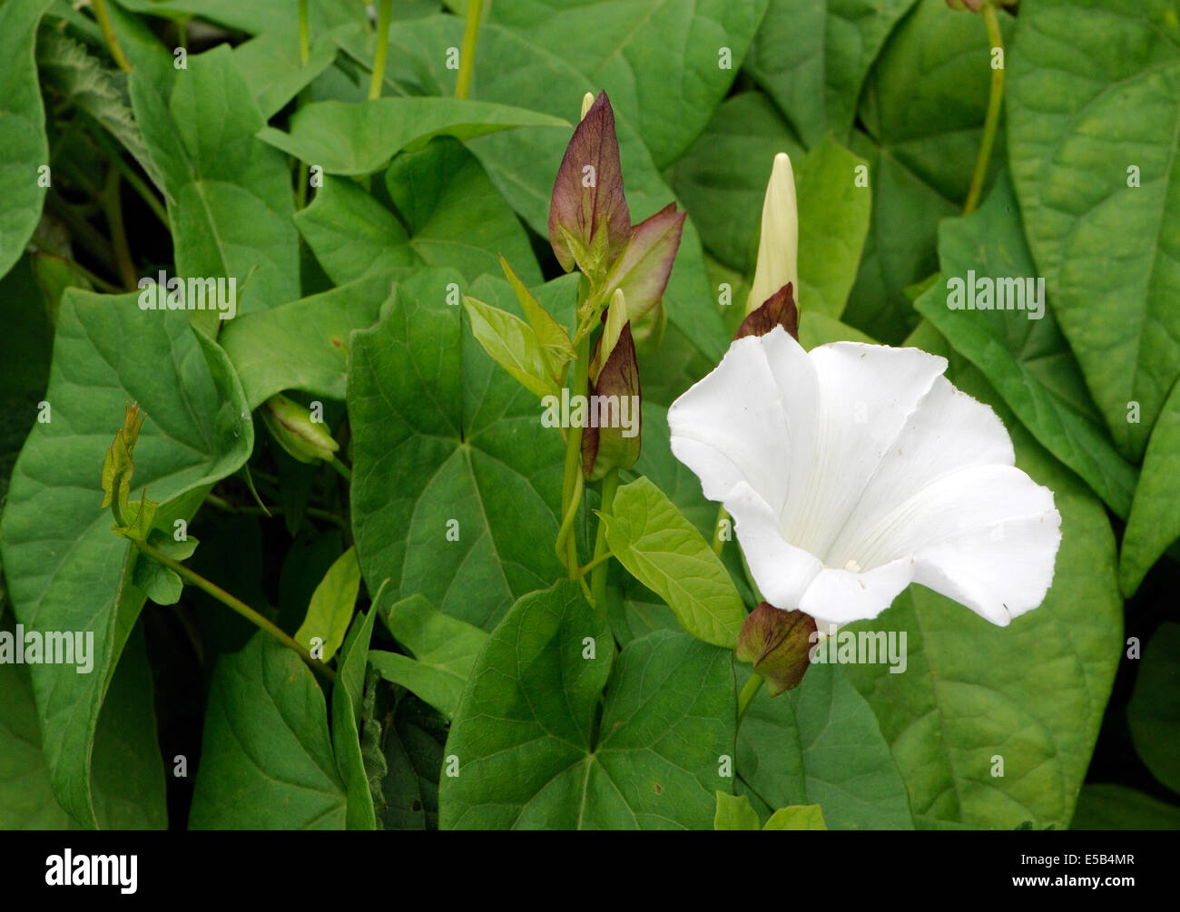 Fleur en forme de trompette Banque de photographies et d'images à haute  résolution - Alamy