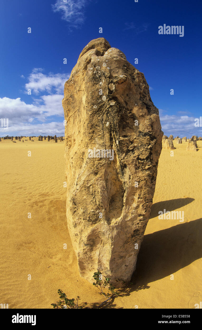 L'Australie, WA, Namburg National Park, le Désert des Pinnacles, vue sur les pinnacles, tôt le matin la lumière. Banque D'Images