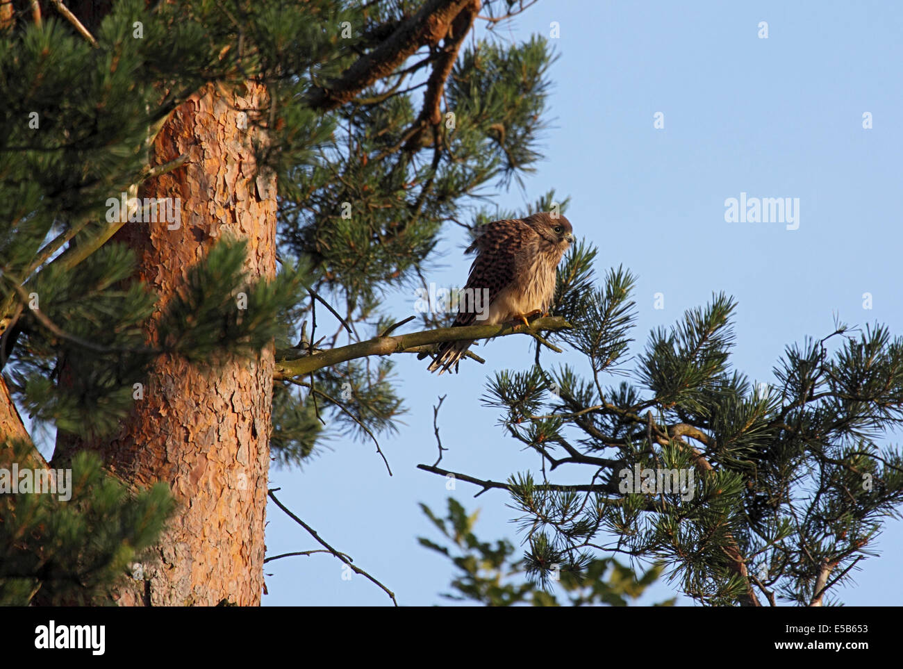 Kestrel ayant atterri à nouveau sur une branche du sapin après premier vol dans la forêt dans le Nord de l'Angleterre Banque D'Images