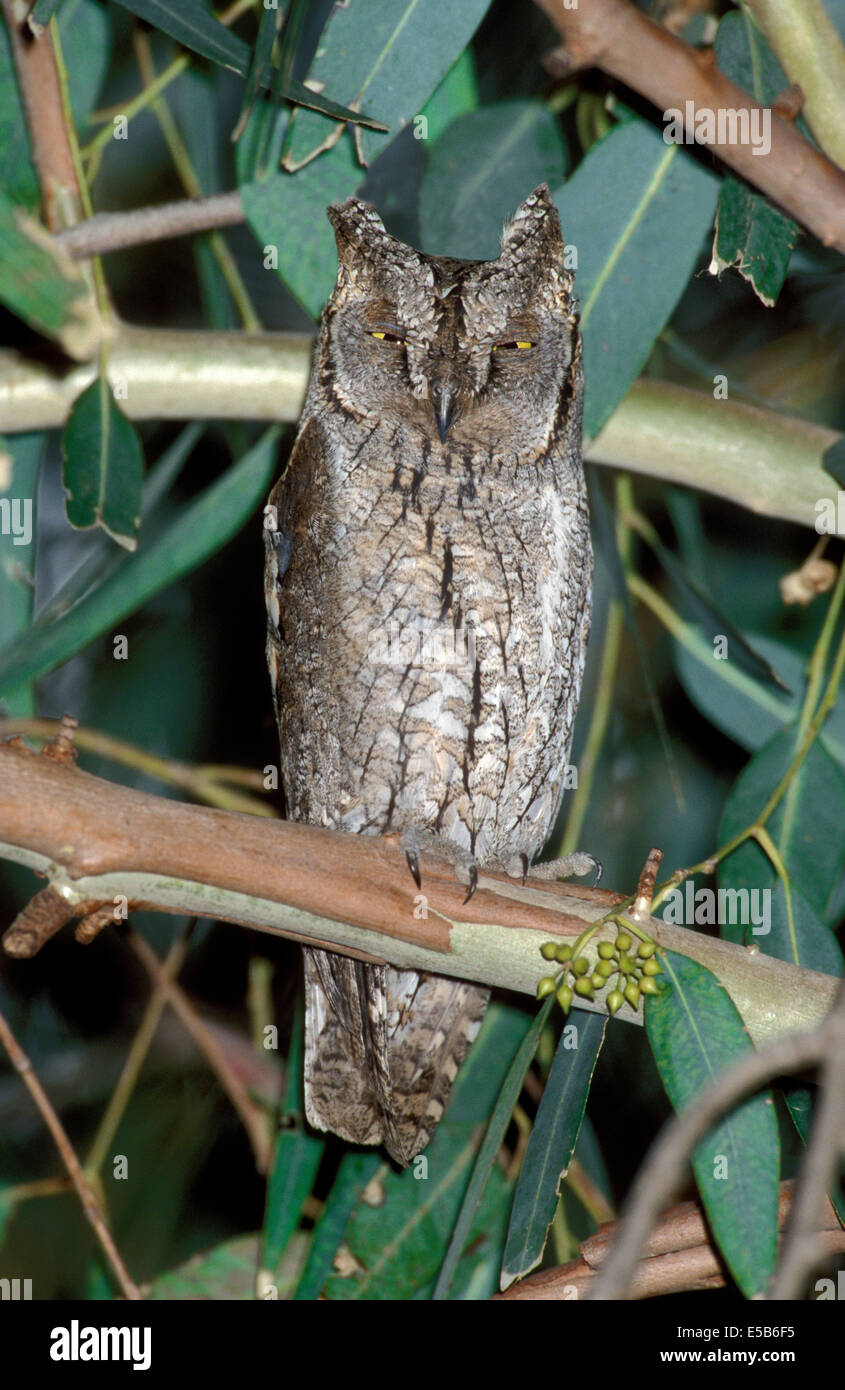 L'Otus scops Scops Owl - Banque D'Images