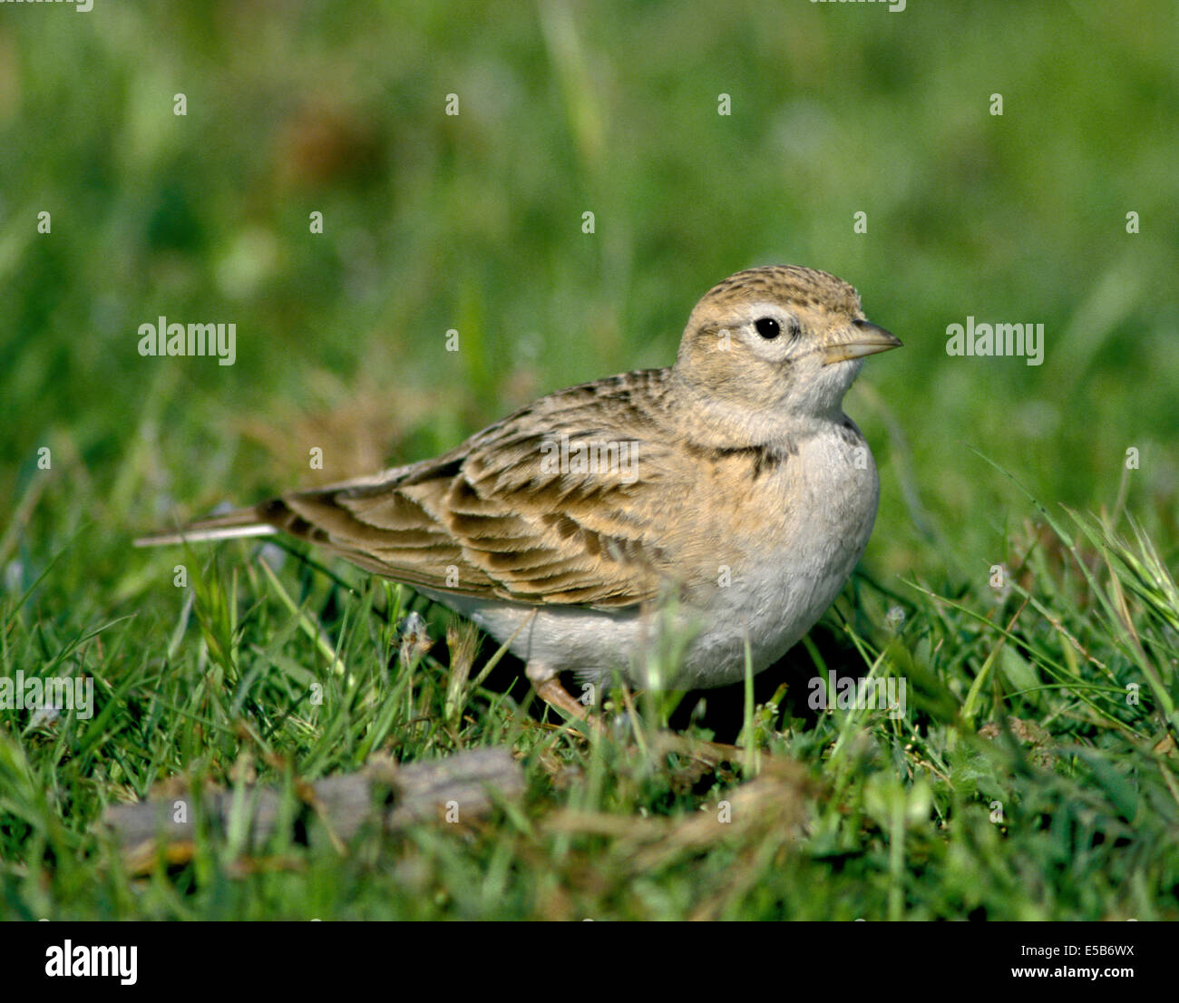 Circaète jean-le-Lark Calandrella brachydactyla Banque D'Images