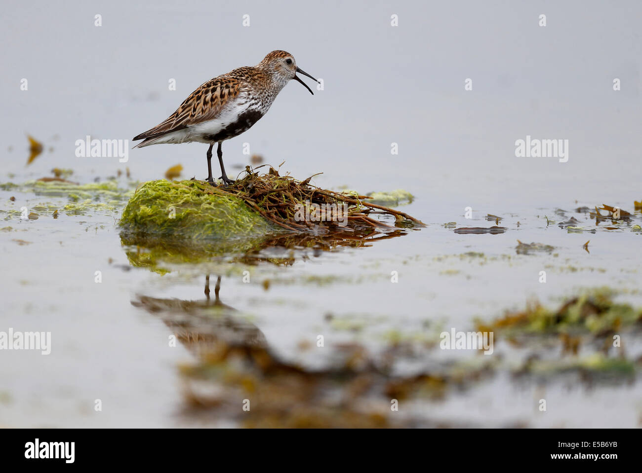 Bécasseau variable, Calidris alpina, seul oiseau dans l'eau, appelant l'Orkney, Juin 2014 Banque D'Images