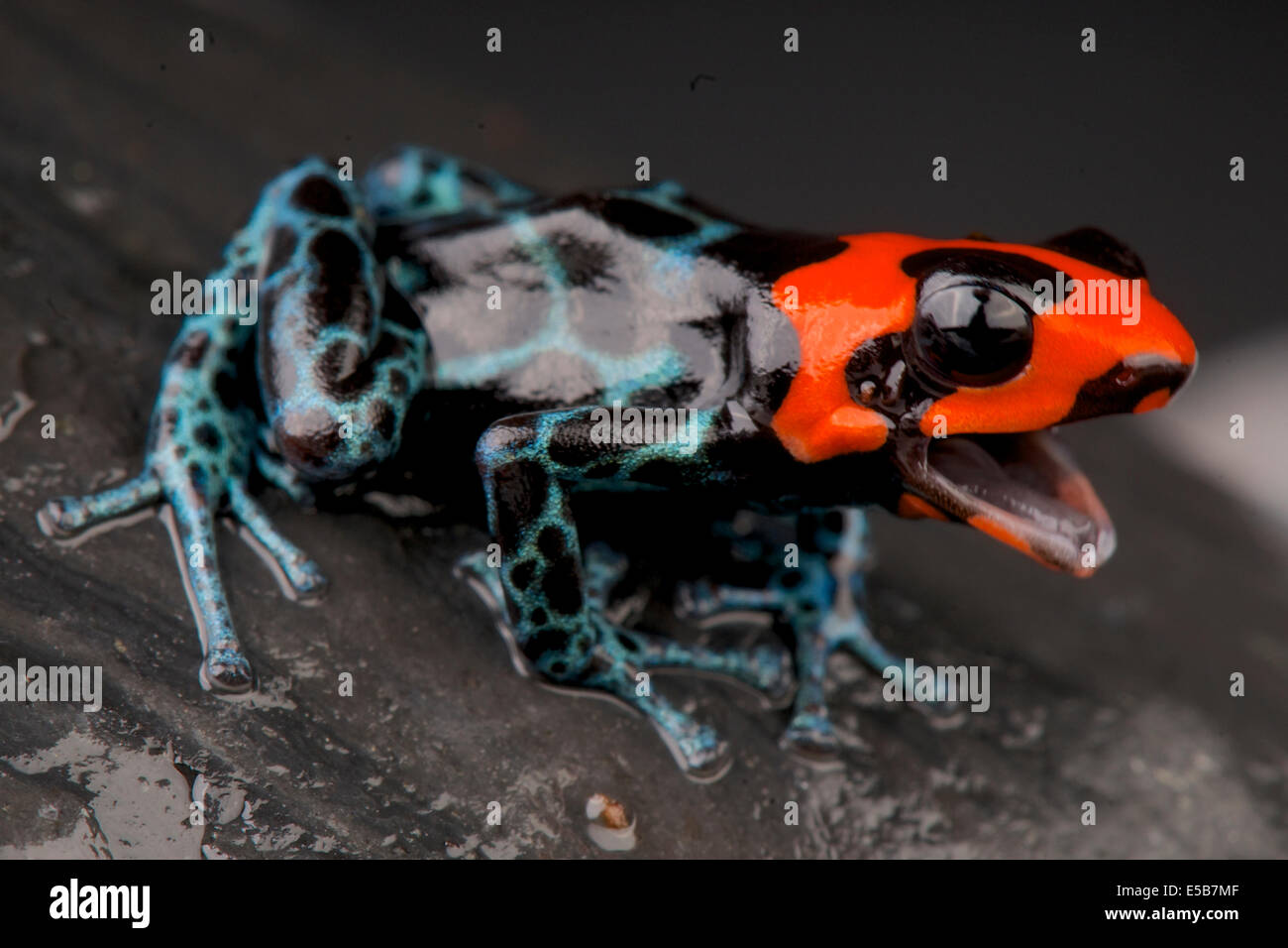 Dart frog appelant / Ranitomeya benedicta Banque D'Images