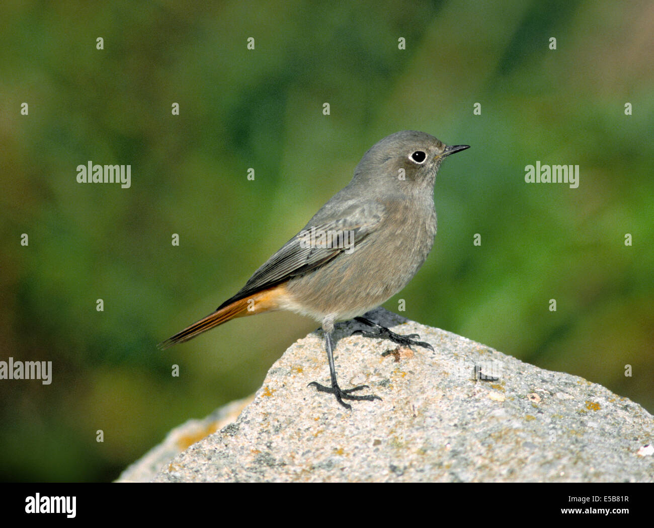 Rougequeue noir Phoenicurus ochruros Banque D'Images