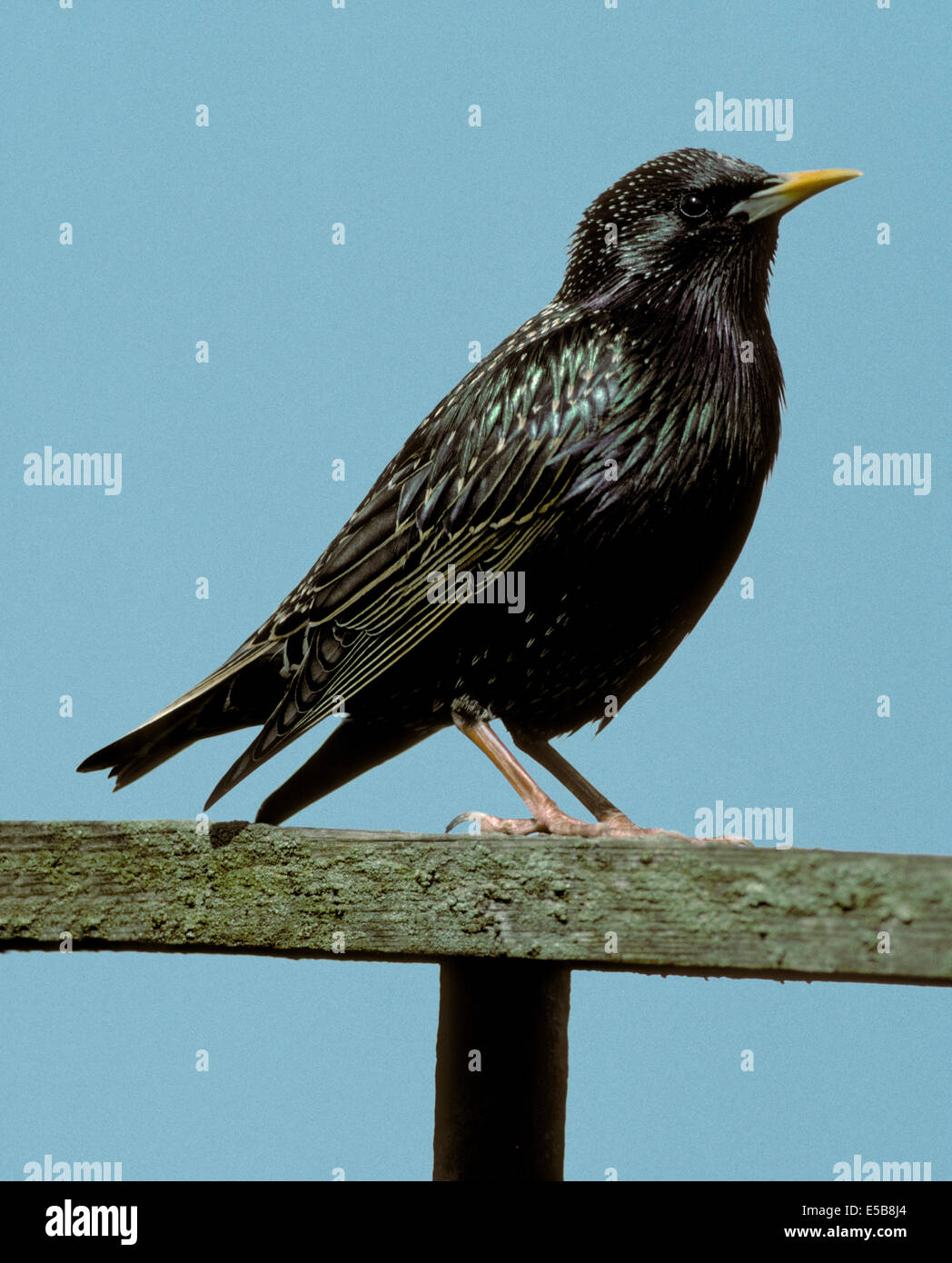 Starling Sturnus vulgaris Banque D'Images