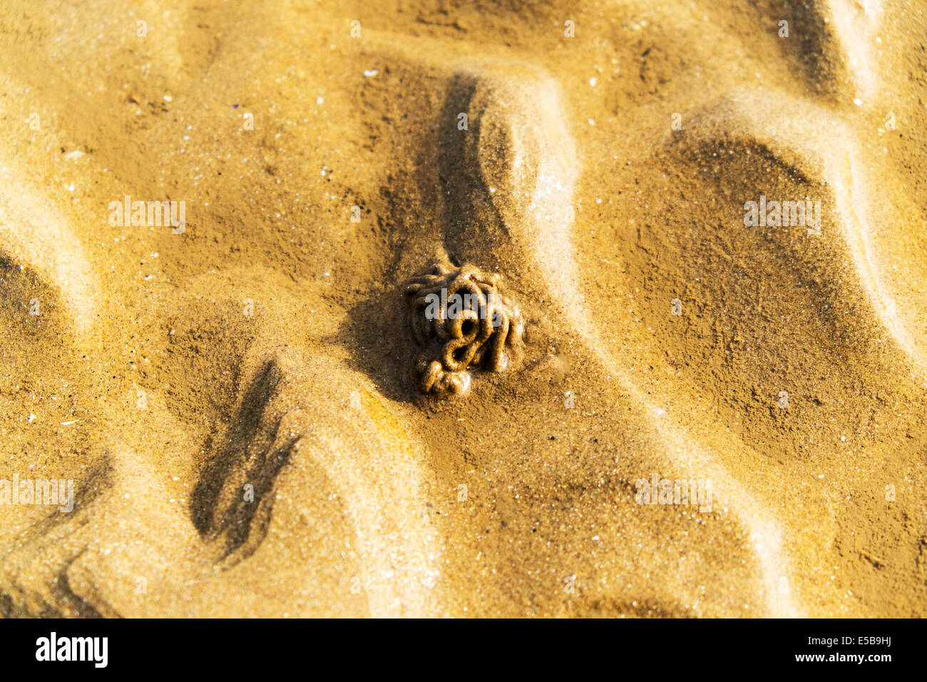 Lugworm Ragworm Lugworm européenne Arenicola marina cast de sédiments déféqué sur la plage à marée basse Banque D'Images