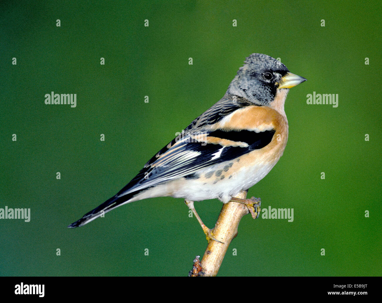 Pinson du Nord Fringilla montifringilla Banque D'Images