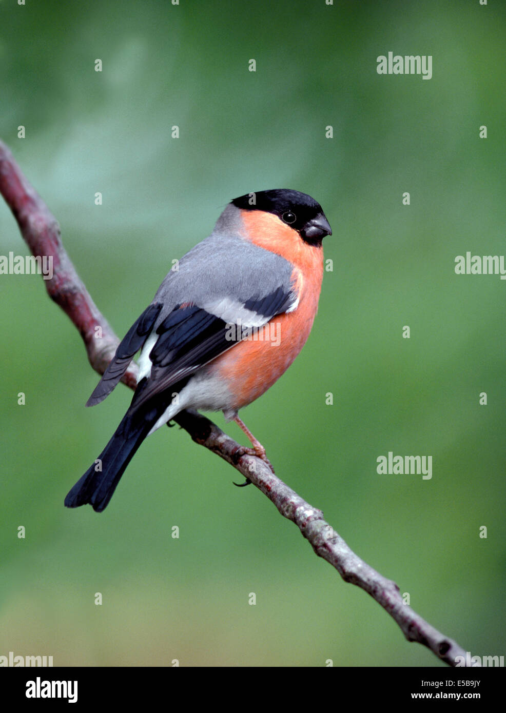 Pyrrhula pyrrhula Bouvreuil Banque D'Images