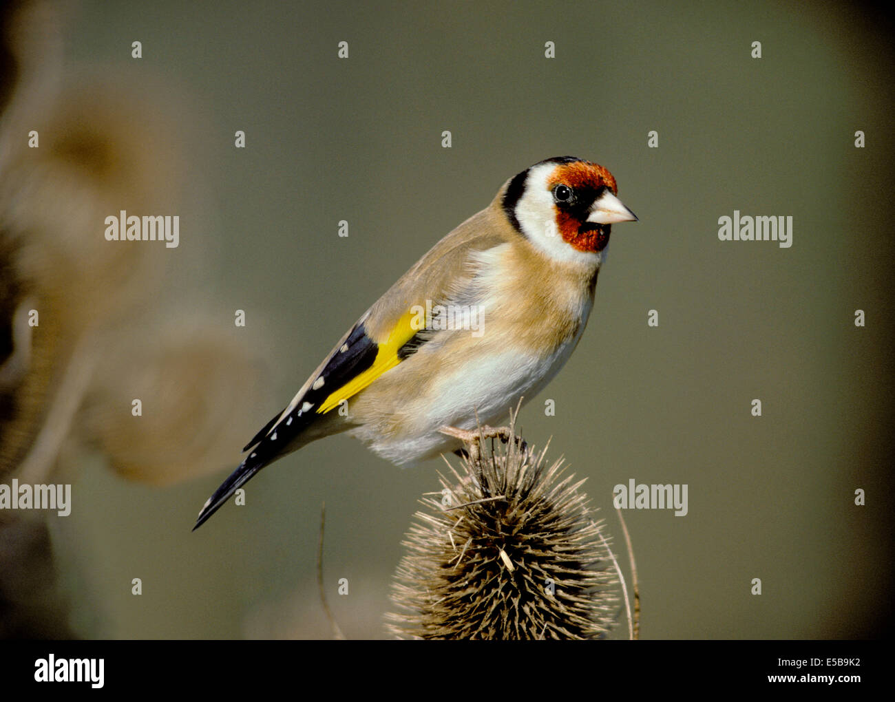 Goldfinch Carduelis carduelis Banque D'Images