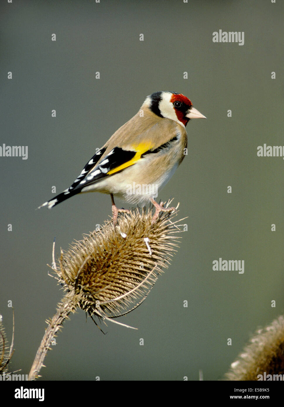 Goldfinch Carduelis carduelis Banque D'Images