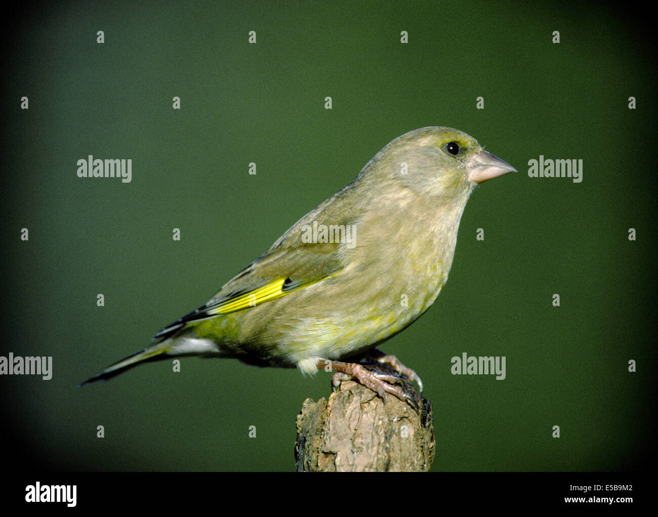 Verdier Carduelis chloris Banque D'Images