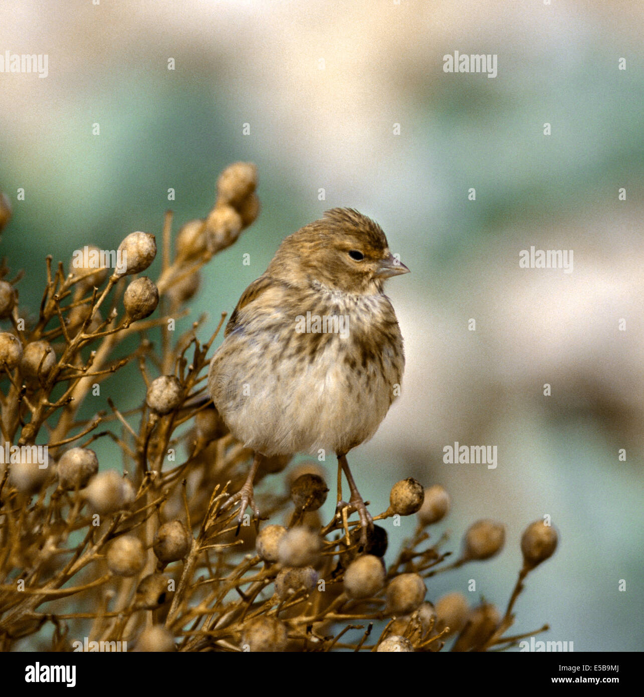 Carduelis cannabina Linnet Banque D'Images