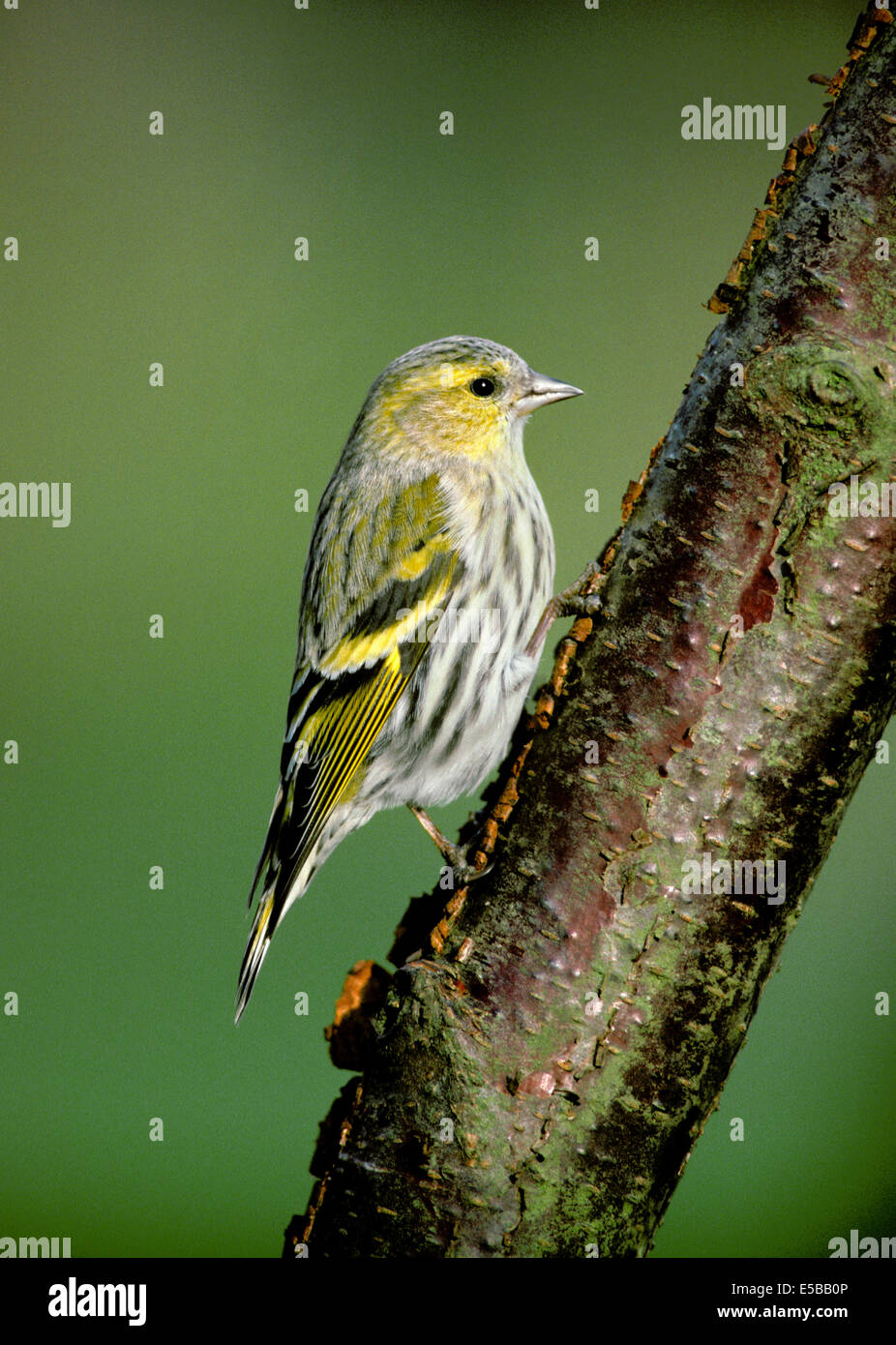 Siskin Carduelis spinus Banque D'Images