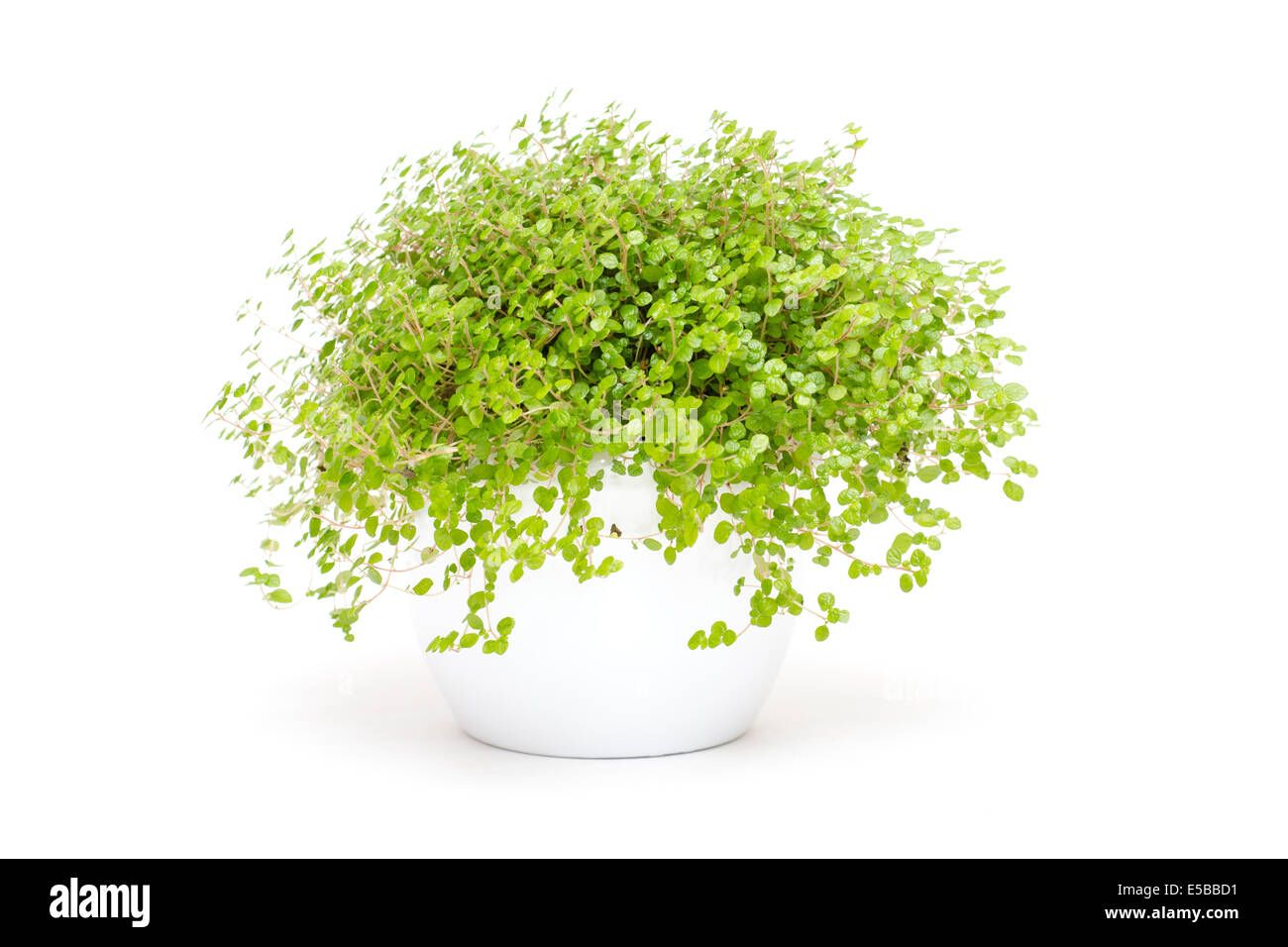 Larmes Les Larmes D Anges Bebe Soleirolia Soleirolii Plante En Pot Photo Stock Alamy