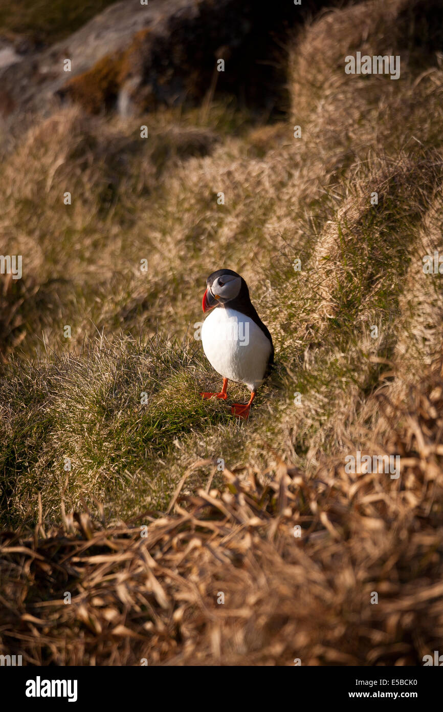 Macareux moine, Fratercula arctica, à l'île de Runde Herøy kommune, Møre og Romsdal fylke, la Norvège. Banque D'Images