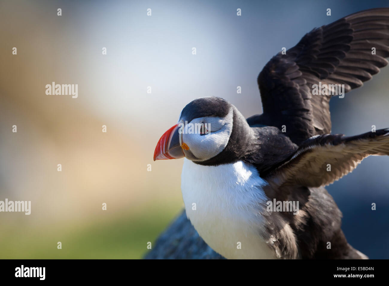 Macareux moine, Fratercula arctica, à l'île de Runde Herøy kommune, Møre og Romsdal fylke, la Norvège. Banque D'Images