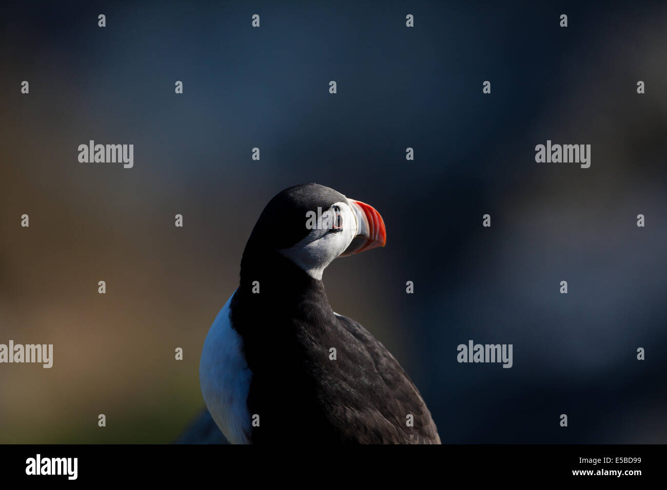 Macareux moine, Fratercula arctica, à l'île de Runde Herøy kommune, Møre og Romsdal fylke, la Norvège. Banque D'Images