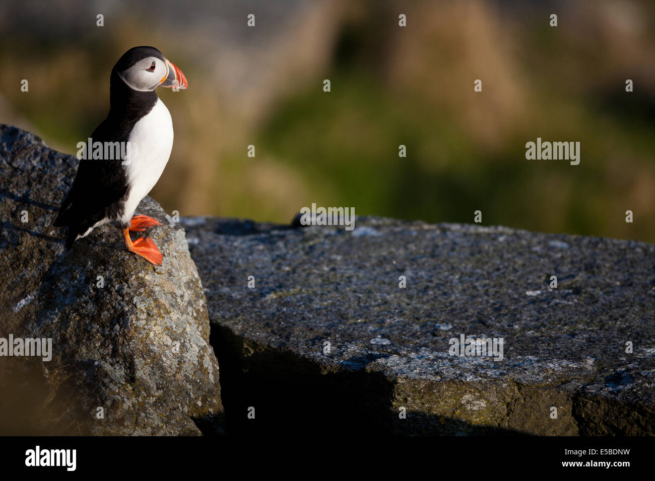 Macareux moine, Fratercula arctica, à l'île de Runde Herøy kommune, Møre og Romsdal fylke, la Norvège. Banque D'Images