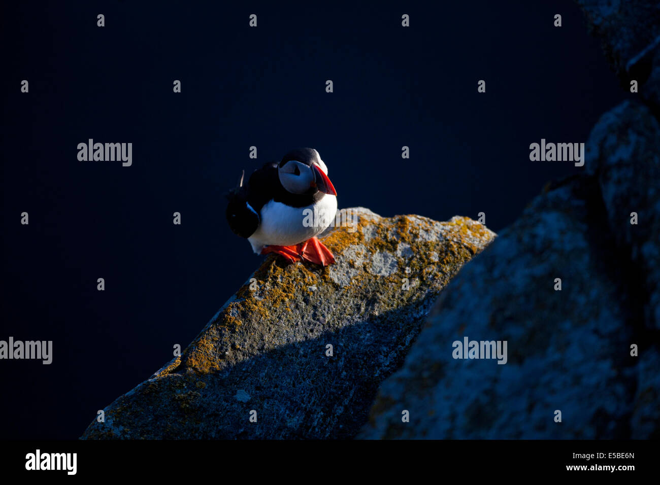 Macareux moine, Fratercula arctica, à l'île de Runde Herøy kommune, Møre og Romsdal fylke, la Norvège. Banque D'Images