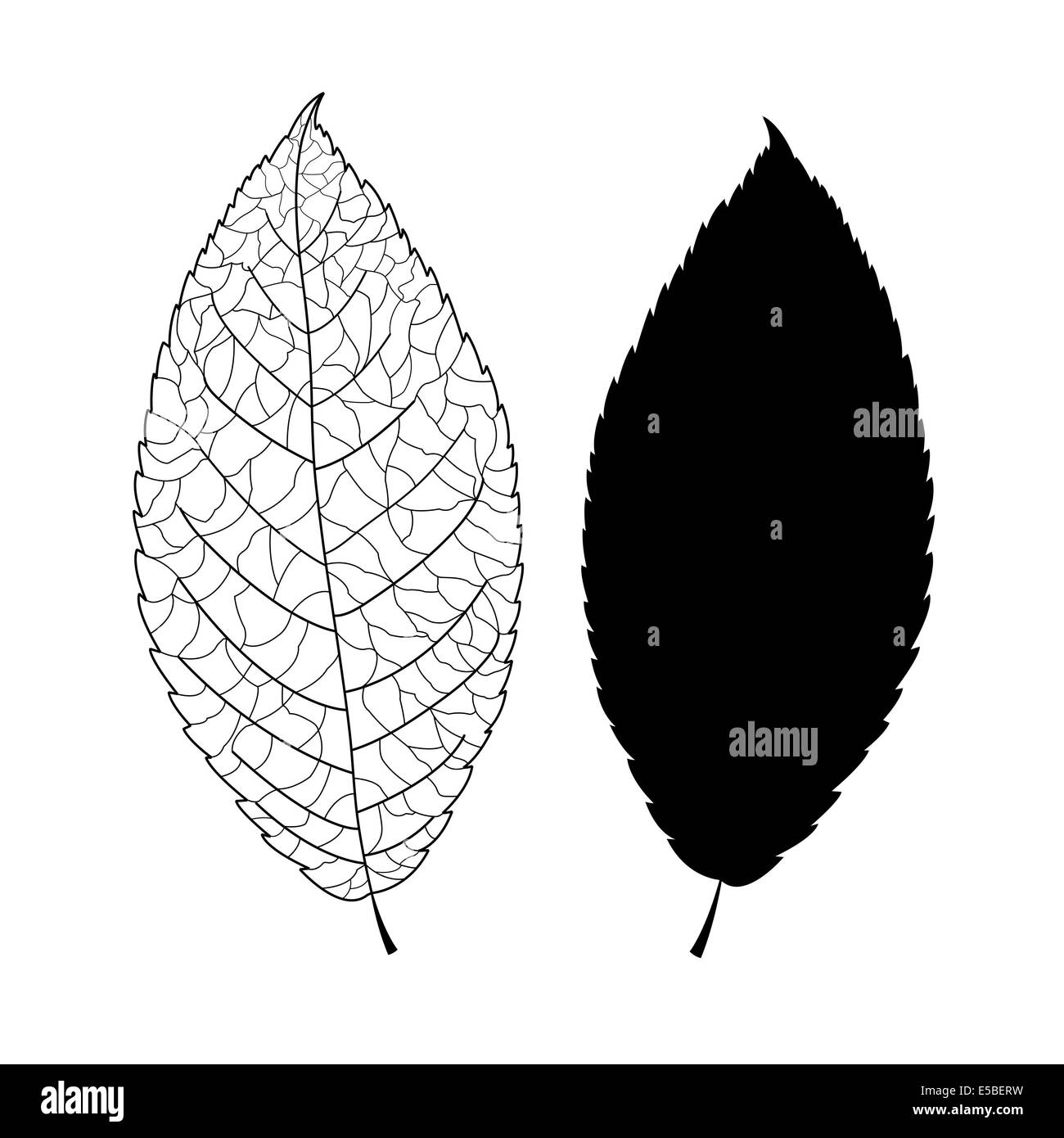 Graphique noire silhouette d'une feuille d'arbre et de feuilles sur fond blanc Banque D'Images