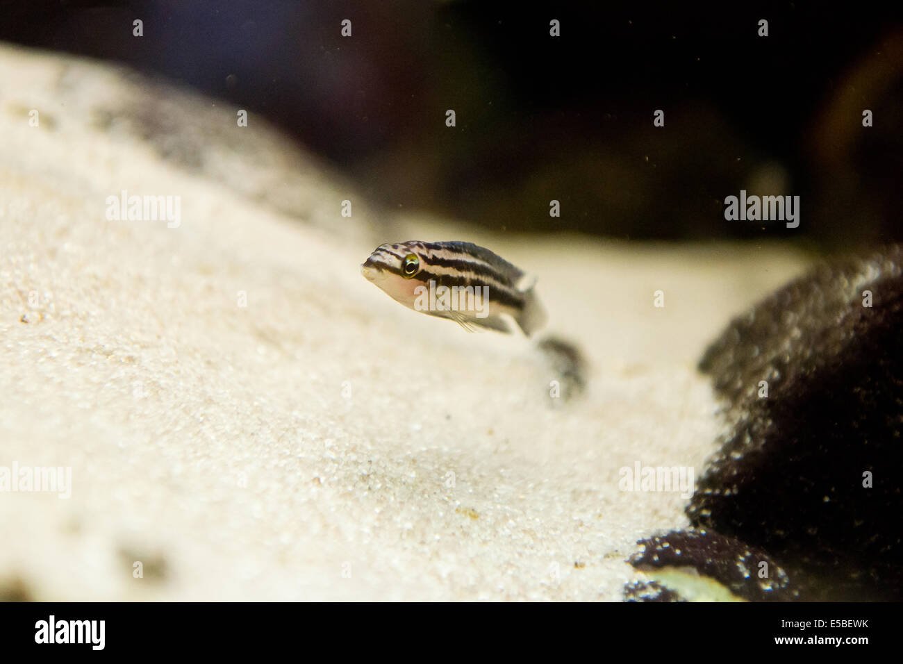 Julidochromis dickfeldi - poisson d'aquarium Banque D'Images