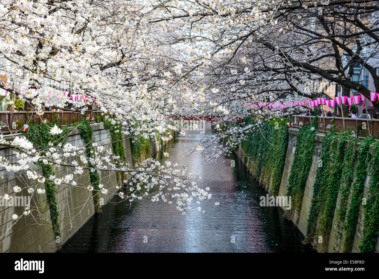 Tokyo, Japon à Meguro Canal dans la saison du printemps. Banque D'Images
