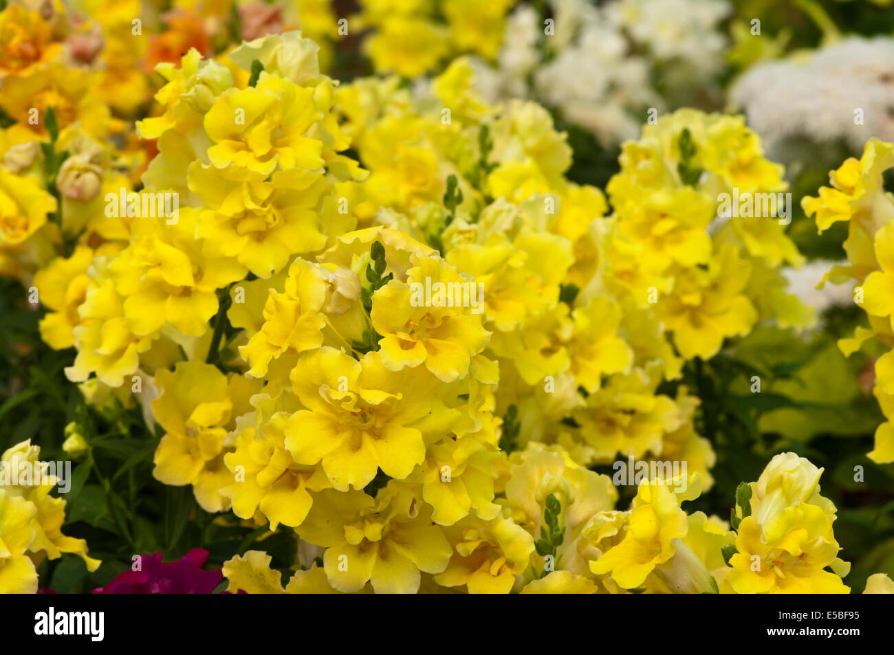 Antirrhinum jaune communément appelé Snapdragons Banque D'Images