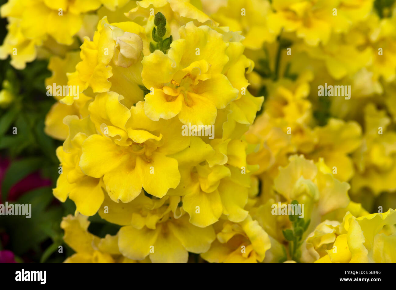 Antirrhinum jaune communément appelé Snapdragons Banque D'Images