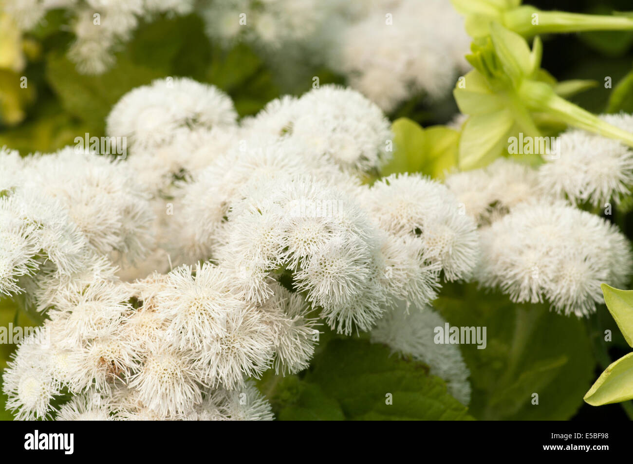 Ageratum blanc Banque D'Images