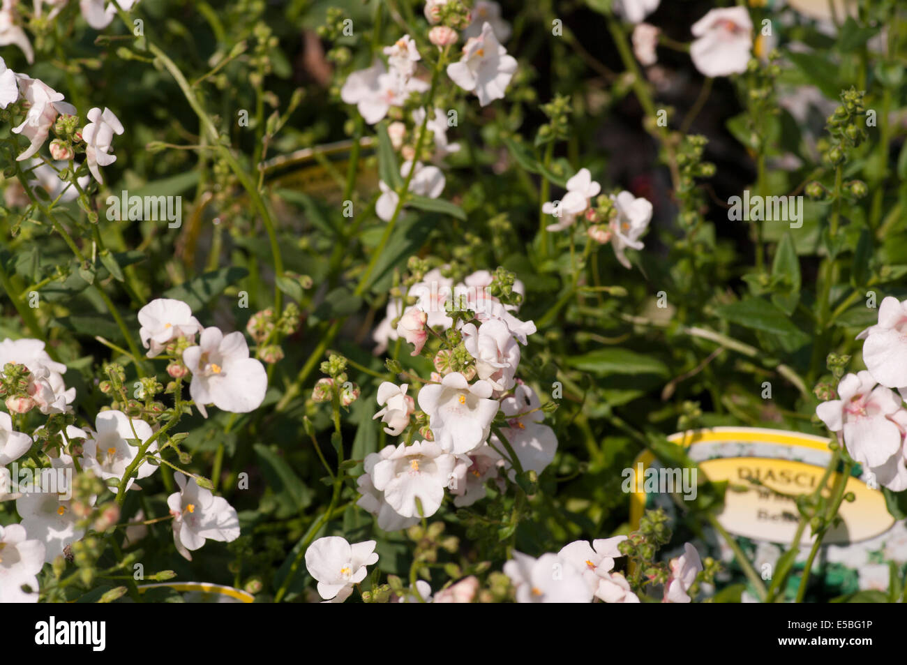 Diascia Blanc Belle blanc communément appelé Twinspur Banque D'Images