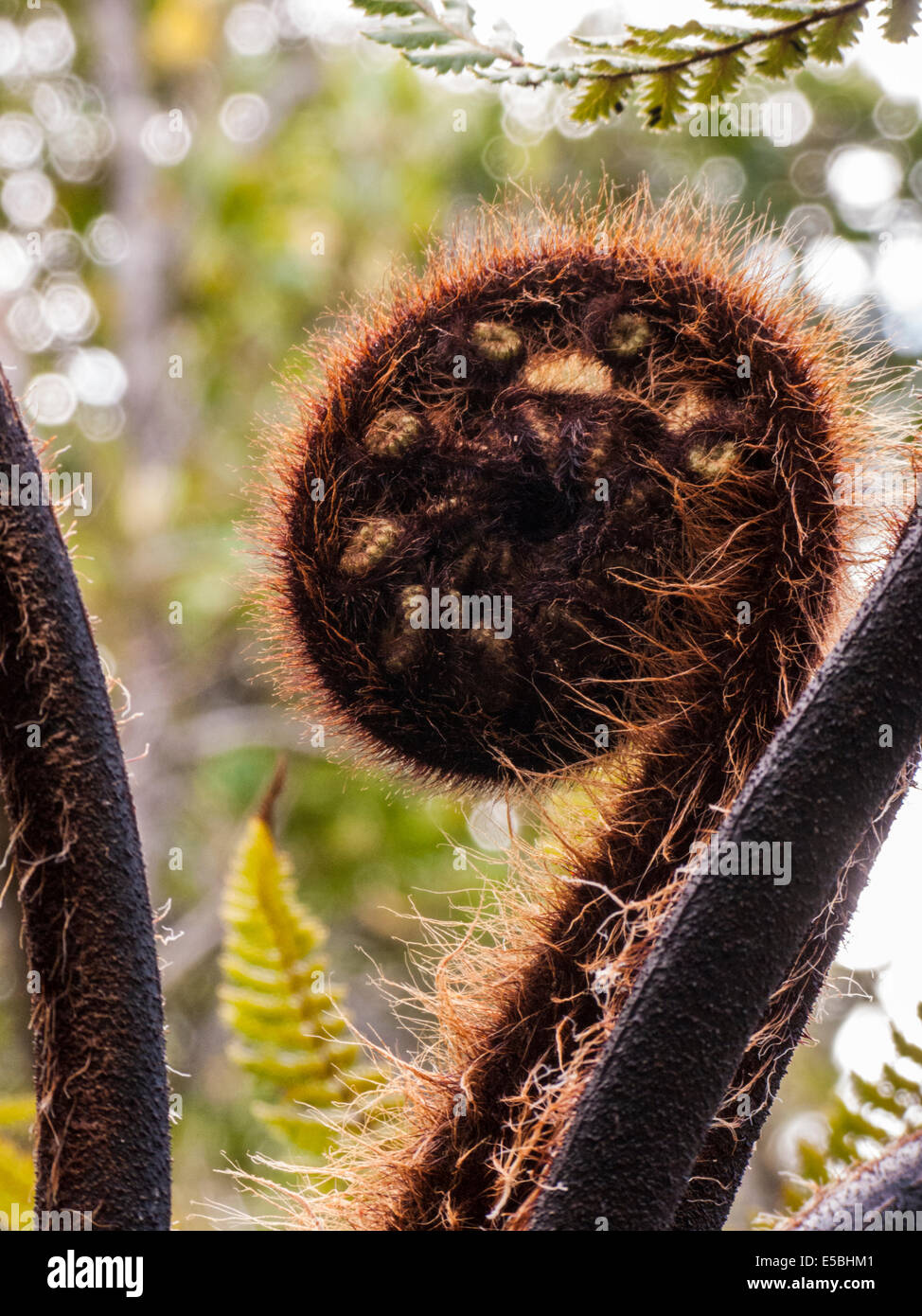 Une fronde de fougère arbre rugueux, Dicksonia squarrosa, déploiement Banque D'Images