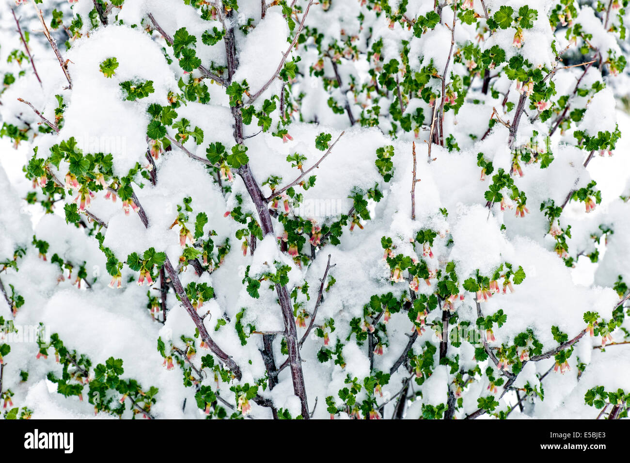Cassis Ribes cereum Cire ; ; ;;Grossulariaceae groseillier fleurs sauvages en fleurs dans la neige de printemps, le centre du Colorado, USA Banque D'Images