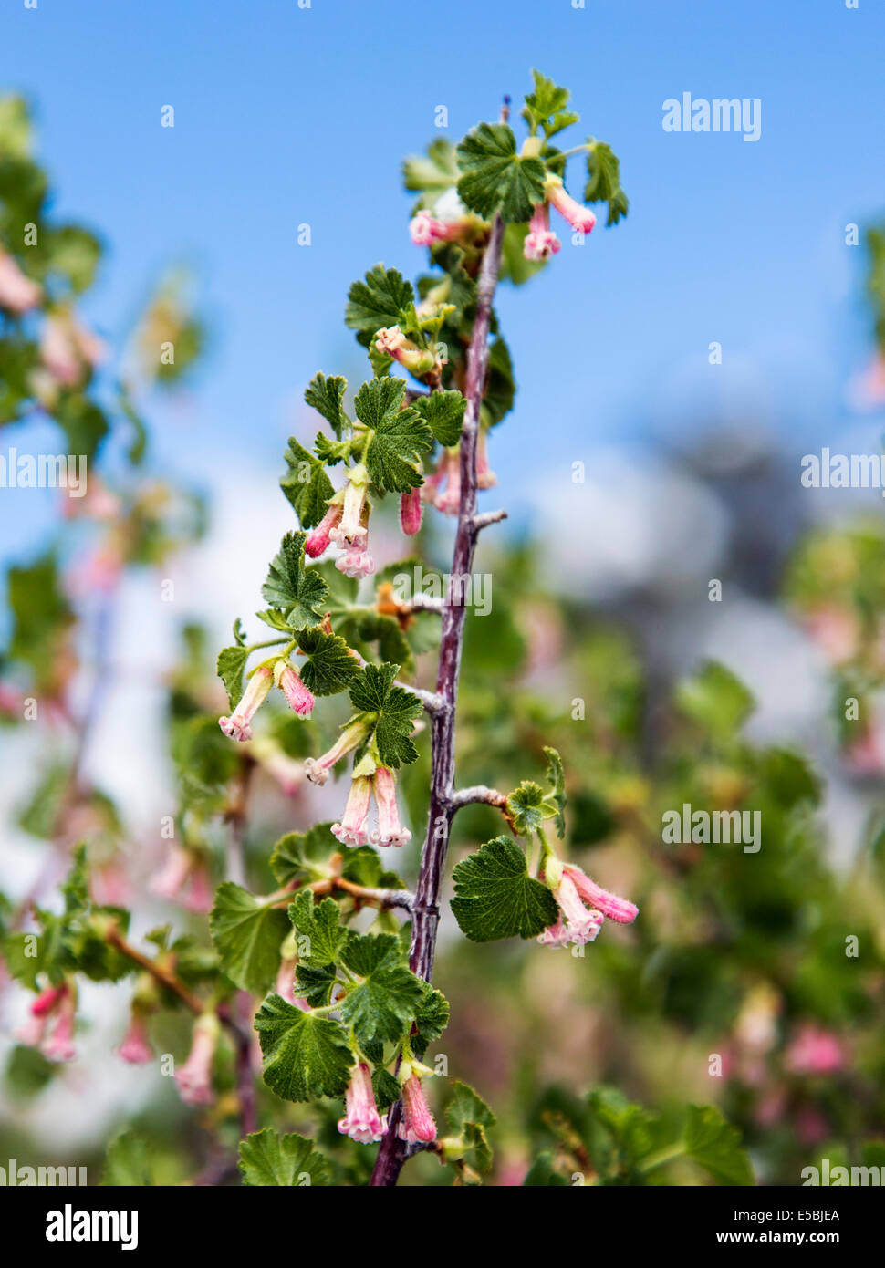 Cassis Ribes cereum Cire ; ; ;;Grossulariaceae groseillier fleurs sauvages en fleurs dans la neige de printemps, le centre du Colorado, USA Banque D'Images