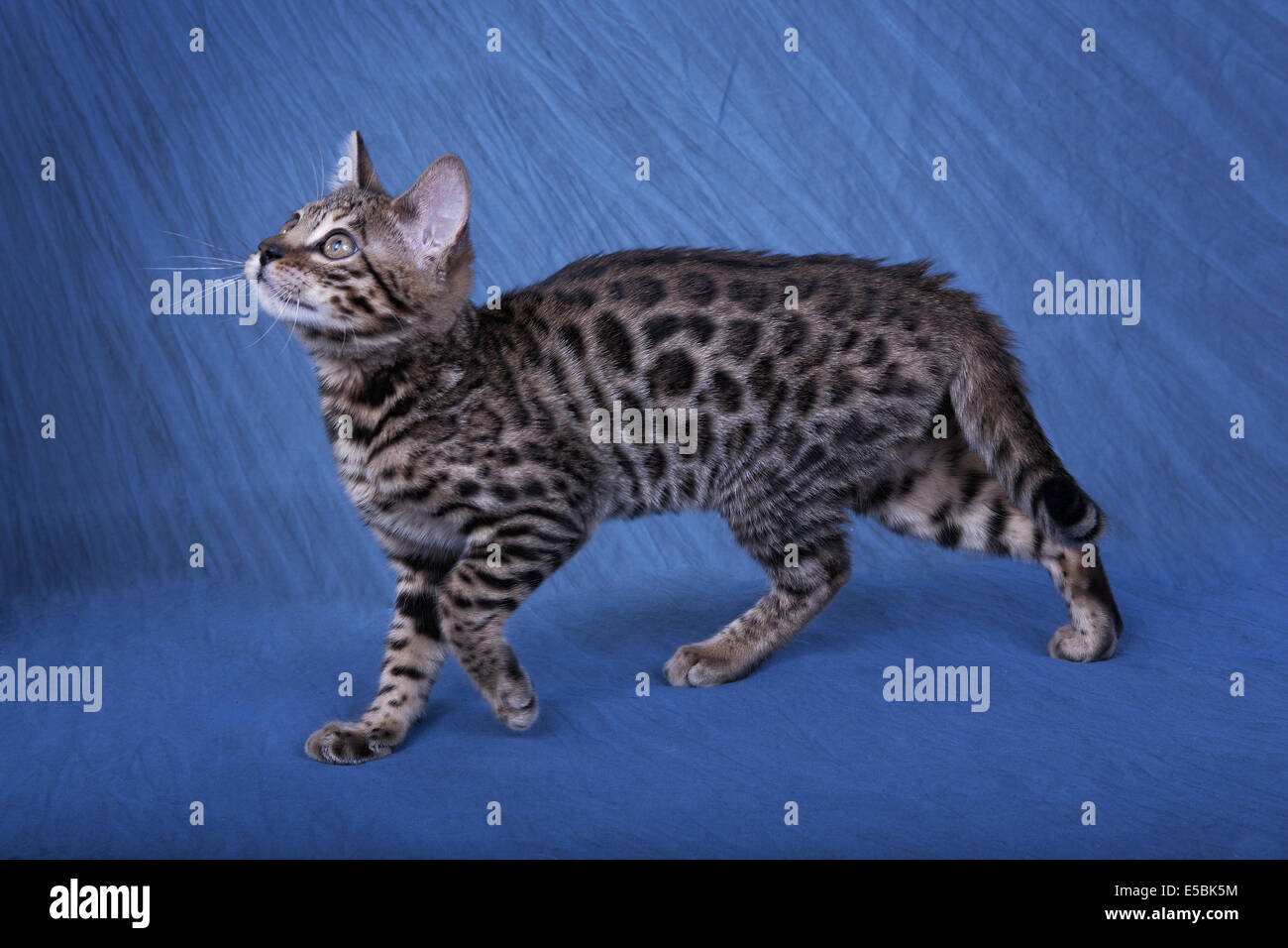 Vue côté marche chat Bengal sur fond bleu Banque D'Images Vue côté marche chat Bengal sur fond bleu Banque D'Images