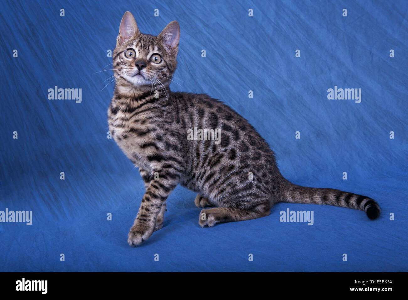 Bengal chat assis de côté sur fond bleu Banque D'Images Bengal chat assis de côté sur fond bleu Banque D'Images