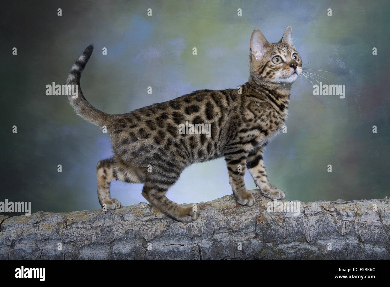 Vue côté chat Bengal studio shot debout sur branche d'arbre avec un fond vert Banque D'Images Vue côté chat Bengal studio shot debout sur branche d'arbre avec un fond vert Banque D'Images