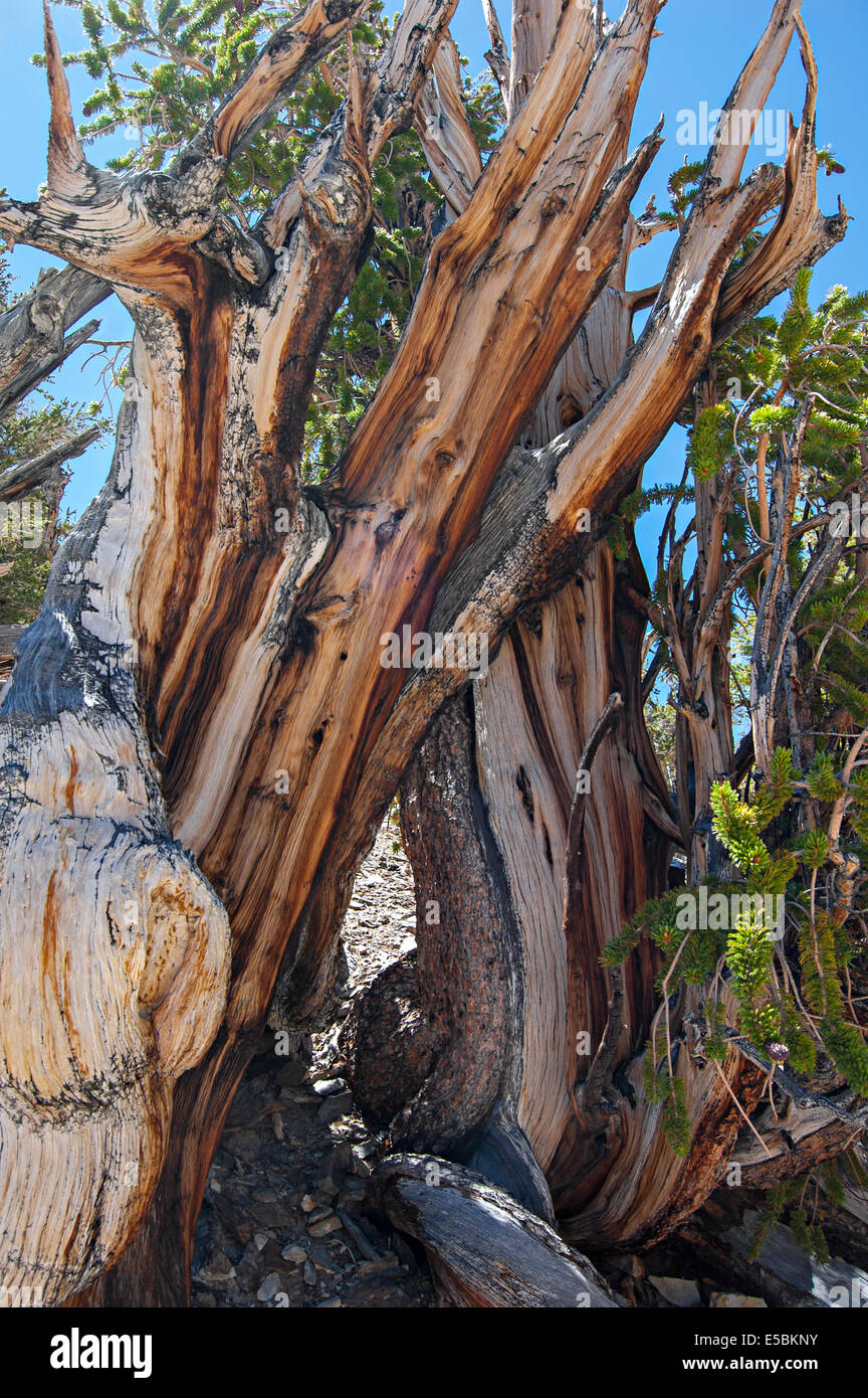 Ancient Bristlecone Pine Forest, Montagnes Blanches, California, USA Banque D'Images