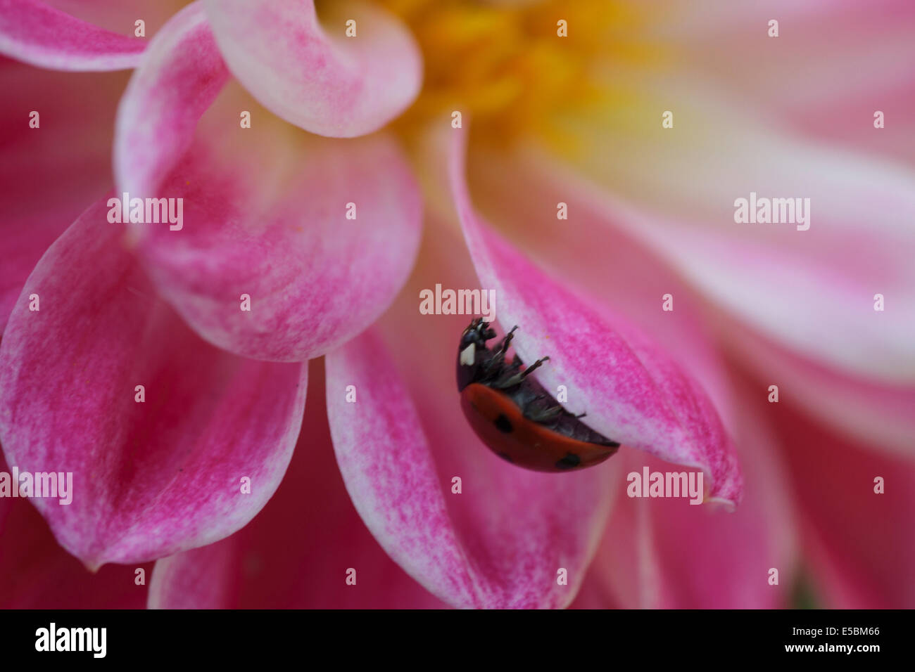 Ladybird close-up : aussi connu comme les coccinelles et les coccinelles, la coccinelle est un membre de la famille des Coccinellidae petits bugs. Banque D'Images