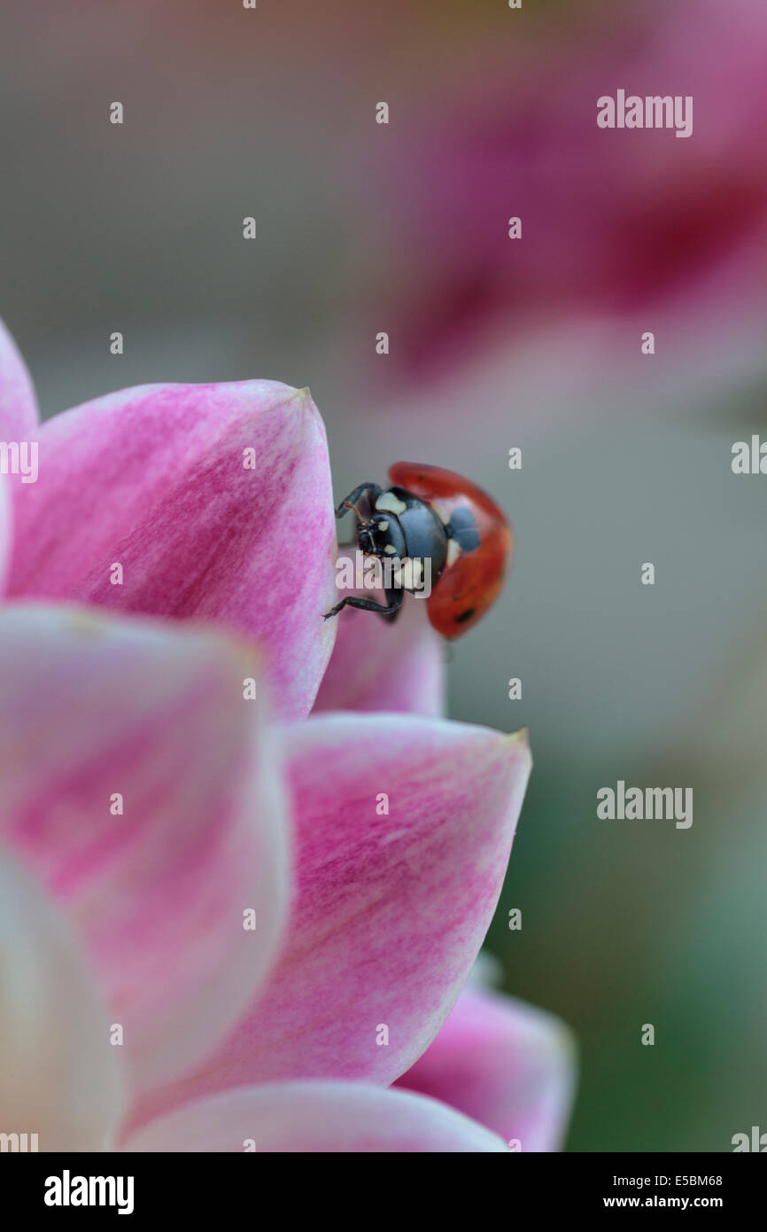 Ladybird close-up : aussi connu comme les coccinelles et les coccinelles, la coccinelle est un membre de la famille des Coccinellidae petits bugs. Banque D'Images