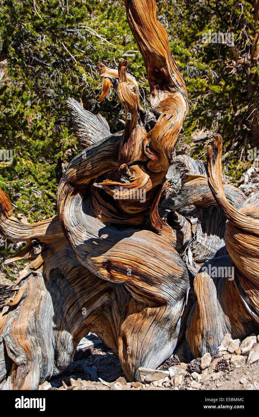 Ancient Bristlecone Pine Forest, Montagnes Blanches, California, USA Banque D'Images