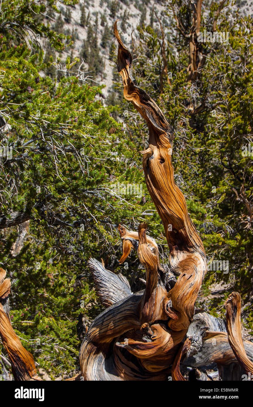 Ancient Bristlecone Pine Forest, Montagnes Blanches, California, USA Banque D'Images