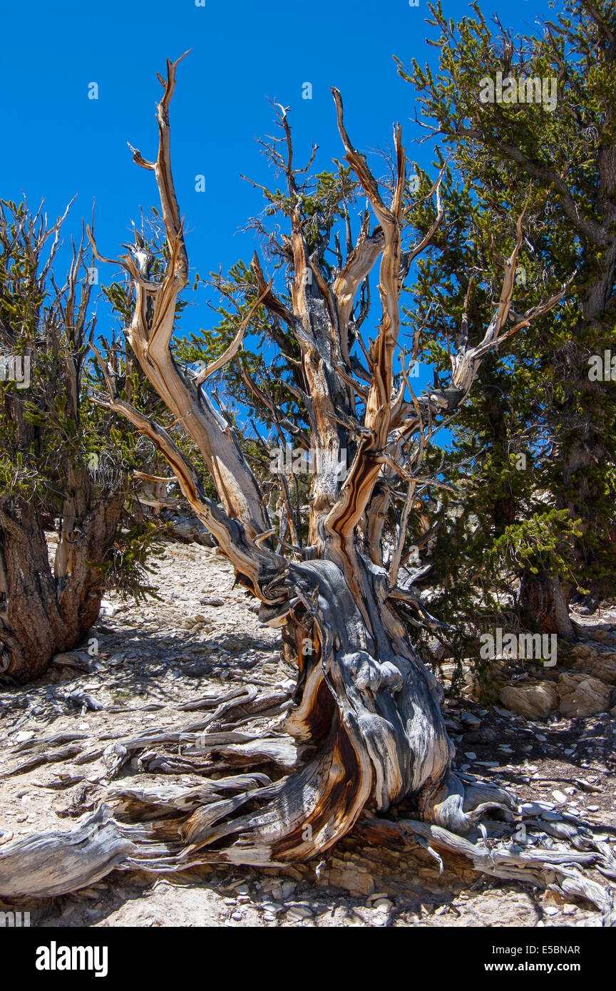 Ancient Bristlecone Pine Forest, Montagnes Blanches, California, USA Banque D'Images